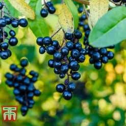 Ligustrum Vulgare -Garden Central Sales Store LIG KB3249 D