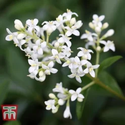 Ligustrum Vulgare -Garden Central Sales Store LIG KB3249 e