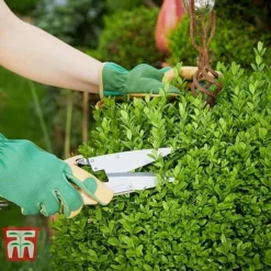 Ligustrum Ovalifolium -Garden Central Sales Store LIG T58258 C