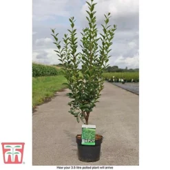 Ligustrum Ovalifolium -Garden Central Sales Store LIG T58258 D1