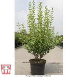 Ligustrum Ovalifolium -Garden Central Sales Store LIG T58258 E1