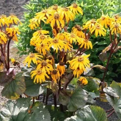 Ligularia Dentata 'Midnight Lady'