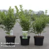 Ligustrum Ovalifolium 'Green Diamond'