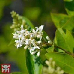 Ligustrum Ovalifolium -Garden Central Sales Store LIGU OVALIFOLI W34588 TM