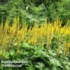 Ligularia Przewalskii