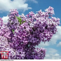 Lilac Fragrant Trio Collection -Garden Central Sales Store LILA KB0631 B1