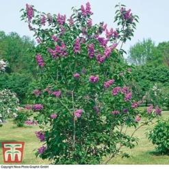 Lilac 'Charles Joly' -Garden Central Sales Store LILA T79095 C