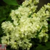 Lilac 'Primrose'
