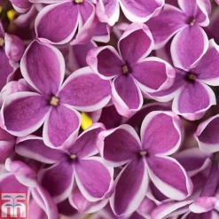Lilac 'Sensation' -Garden Central Sales Store LILA T79105 A h