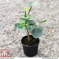 Lilac 'Sensation' -Garden Central Sales Store LILA T79105 D