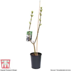 Lilac 'Sensation' -Garden Central Sales Store LILA T79105 E