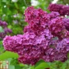 Syringa Vulgaris 'Andenken An Ludwig Späth'
