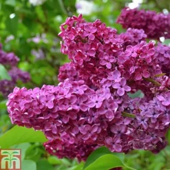 Syringa Vulgaris 'Andenken An Ludwig Späth'