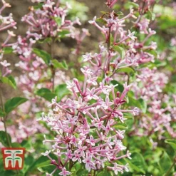 Lilac 'Bloomerang Pink Perfume' -Garden Central Sales Store LILA T79744 C2