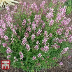 Lilac 'Bloomerang Pink Perfume' -Garden Central Sales Store LILA T79744 E