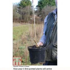 Lilac 'Charles Joly' -Garden Central Sales Store LILA T81195P B2