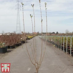 Lilac 'Esther Staley' -Garden Central Sales Store LILA TKA3550 A