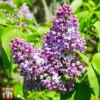 Lilac 'Belle De Nancy'