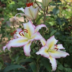 Lily 'Primrose Hill' -Garden Central Sales Store LILY KA9280 NOW3