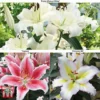 Lily 'Giant Flowered Collection'
