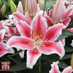 Lily 'Giant Flowered Collection' -Garden Central Sales Store LILY KA9284 C
