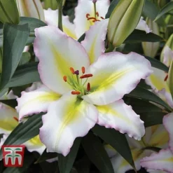 Lily 'Giant Flowered Collection' -Garden Central Sales Store LILY KA9284 D