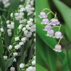 Lily Of The Valley Collection