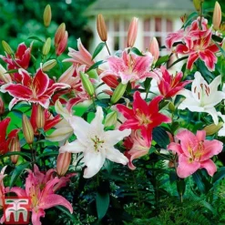 Oriental Lily Collection -Garden Central Sales Store LILY TBC A