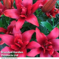 Lily (Pollen Free) Collection -Garden Central Sales Store LILY BALDEAGLE T415771