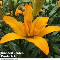 Lily (Pollen Free) Collection -Garden Central Sales Store LILY GOLDTWIN T415881