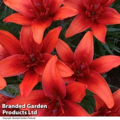 Lily (Pollen Free) Collection -Garden Central Sales Store LILY REDTWIN T415811