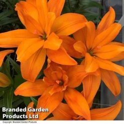Lily (Pollen Free) Collection -Garden Central Sales Store LILY SCOUBIDOU T415831