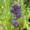 Lobelia X Speciosa 'Vedrariensis' (Marginal Aquatic)