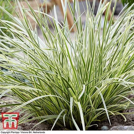 Lomandra 'White Sands' 2 Lomandra 'White Sands' - Image 2