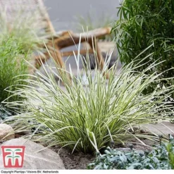 Lomandra 'White Sands' 15 Lomandra 'White Sands' -Garden Central Sales Store LOMA KB4776 C