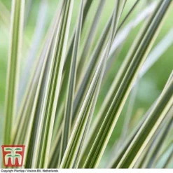 Lomandra 'White Sands' 16 Lomandra 'White Sands' -Garden Central Sales Store LOMA KB4776 D