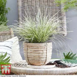 Lomandra 'White Sands' 17 Lomandra 'White Sands' -Garden Central Sales Store LOMA KB4776 E