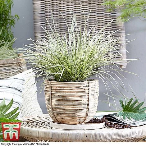 Lomandra 'White Sands' 6 Lomandra 'White Sands' - Image 6