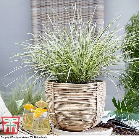 Lomandra 'White Sands' 7 Lomandra 'White Sands' - Image 7