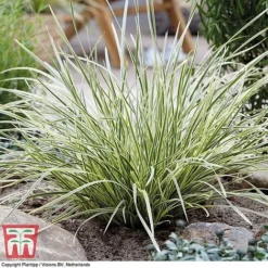 Lomandra 'White Sands' 19 Lomandra 'White Sands' -Garden Central Sales Store LOMA KB4776 G
