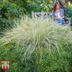 Lomandra 'White Sands' 20 Lomandra 'White Sands' -Garden Central Sales Store LOMA KB4776 H
