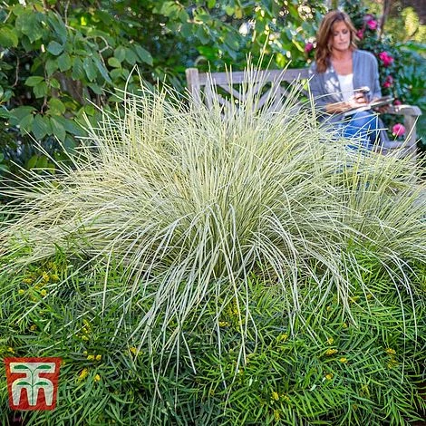 Lomandra 'White Sands' 9 Lomandra 'White Sands' - Image 9
