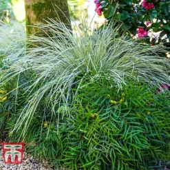 Lomandra 'White Sands' 21 Lomandra 'White Sands' -Garden Central Sales Store LOMA KB4776 I