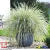 Lomandra 'White Sands'
