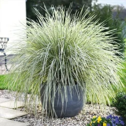 Lomandra 'White Sands' 22 Lomandra 'White Sands' -Garden Central Sales Store LOMA kb4776 NOW1