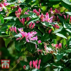 Lonicera Tatarica 'Hack's Red'