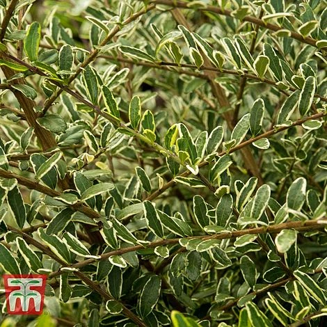 Lonicera Nitida 'Lemon Beauty' 1 Lonicera Nitida 'Lemon Beauty'