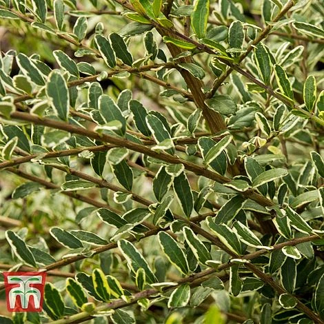 Lonicera Nitida 'Lemon Beauty' 2 Lonicera Nitida 'Lemon Beauty' - Image 2