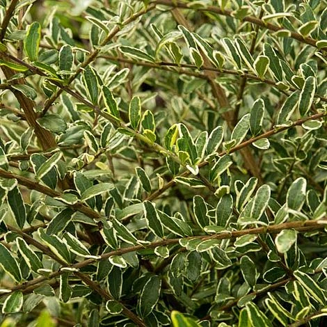 Lonicera Nitida 'Lemon Beauty' 4 Lonicera Nitida 'Lemon Beauty' - Image 4