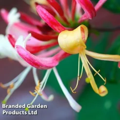 Honeysuckle 'Dart's World' -Garden Central Sales Store LONI WKB6545 A